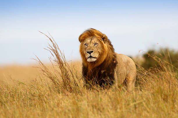 Serengeti vs Ngorongoro Crater