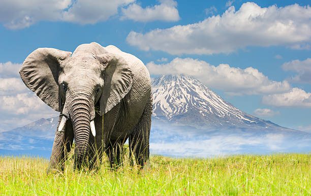 1 Day Tarangire National Park Safari