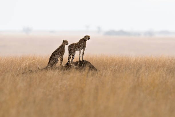 1 Day Ngorongoro Crater Safari