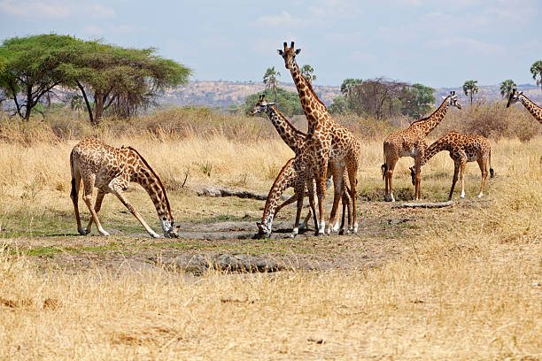 10 Days Katavi and Mahale Safari travel experience