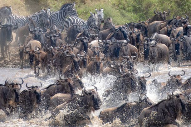 3 Days Budget Camping Safari travel experience
