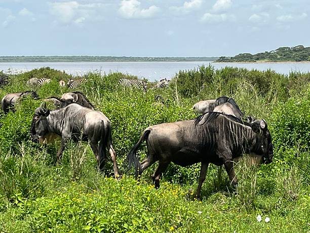 Serengeti National Park