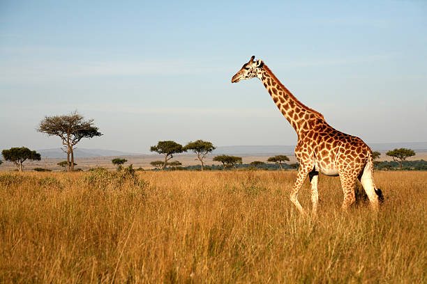 How Much Does a Tanzania Safari Cost