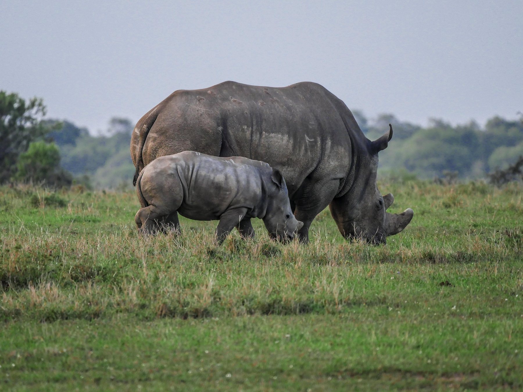 12 Days Tanzania Wildlife Safari