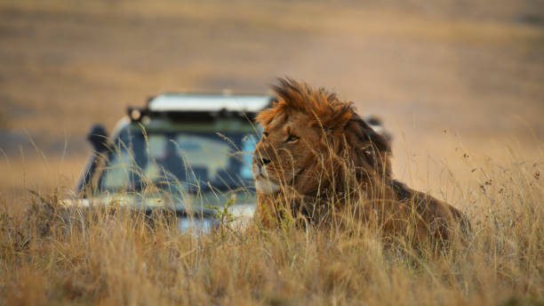 Private Tanzania safari vehicle with guide